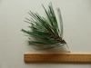 Austrian pine shoot