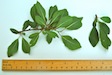 Wild Plum leaf