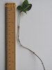 Honeysuckle twig