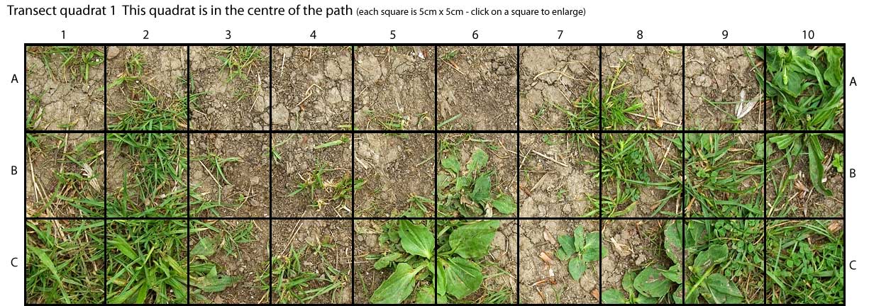 Path 1 overview