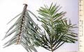 Common Fir