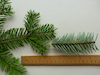 Abies alba Common Fir