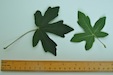 Acer campestre Field Maple