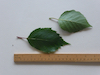 Himalayan Birch leaf
