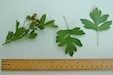 Hawthorn or May