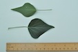 Ivy