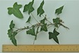 Ivy