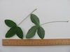 Laburnum
