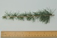 Larix decidua European Larch