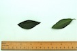 Privet