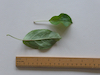 Apple leaf