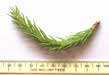 Norway Spruce