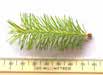 Picea sitchensis Sitka Spruce