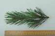 Scots pine
