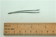 Scots pine needle