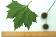 Platanus x hispanica (lower) with fruite London plane (lower) with fruits