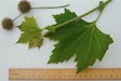 London plane (upper) with fruits