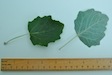 White Poplar
