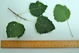 Grey Poplar