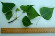 Black Poplar leaf