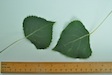 Italian Poplar
