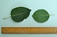 Pyrus communis Wild Pear leaf