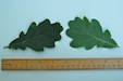 Oak