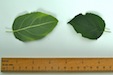 Rhamnus cathartica Purging Buckthorn leaf