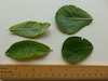 Grey Willow shoot