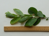 Grey Willow shoot
