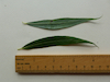 Salix x sepulcralis Weeping willow leaves