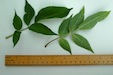 Elder leaves