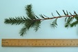 Taxus baccata Yew