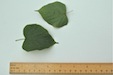 Tilia europaea Common Lime leaves