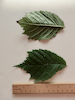 Ulmus glabra Elm leaf (horned)