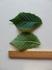 Ulmus glabra Elm leaf (rounded)