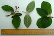 Viburnum lantana Wayfaring tree leaves and fruits