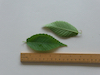 Zelkova serrata Japanese Elm leaves