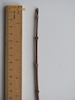 Acer campestre Field maple twig