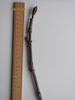 Aesculus hippocastanum Horse-chestnut twig