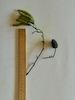 Alnus cordata