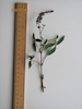 Buddleia davidii Buddleia twig