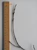 Alder Buckthorn twig