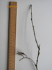 Laburnum twig