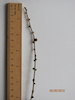 Larix decidua Larch twig