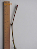 Platanus x hispanica London Plane twig