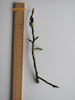 Black Poplar twig