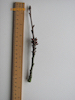 Dwarf Cherry twig