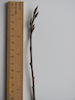Bird Cherry twig