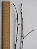 Pyrus communis Wild Pear twig